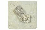 Fossil Crinoid (Platycrinites) - Crawfordsville, Indiana #291784-1